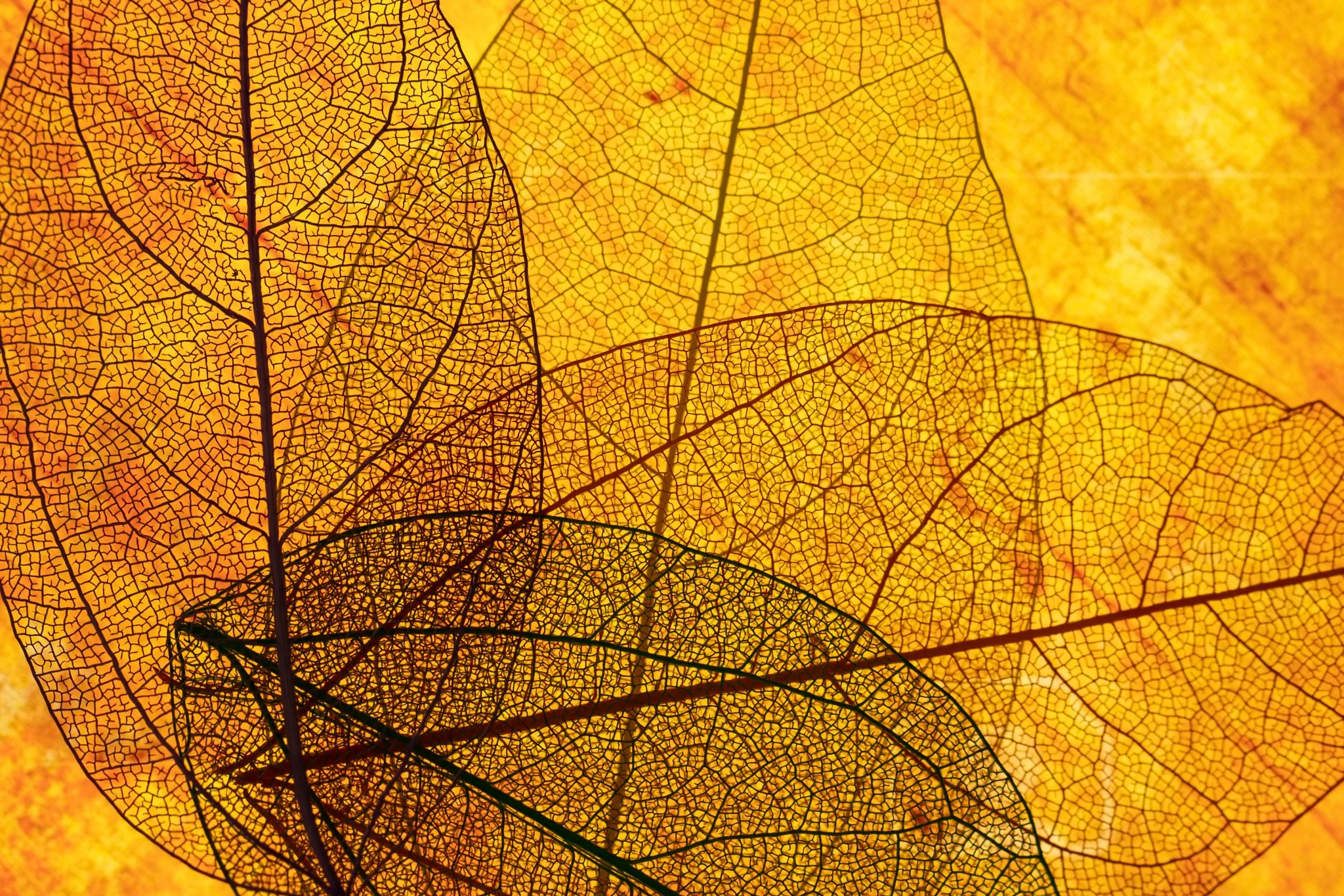 Detailed translucent leaf structure